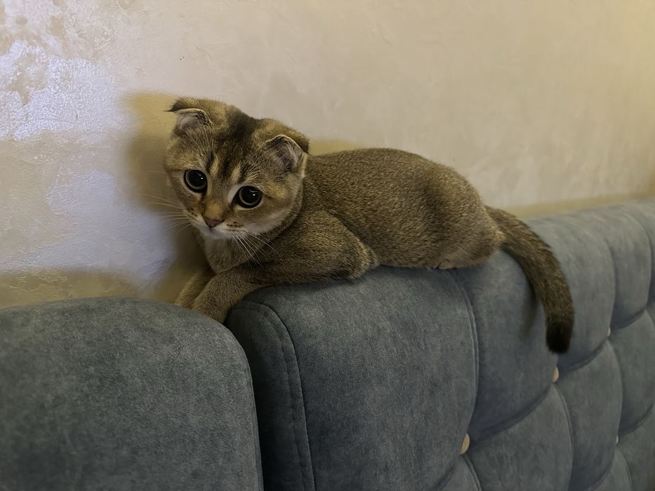 Зотдор мушук қиз бола