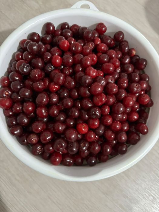 Вишня войлочная