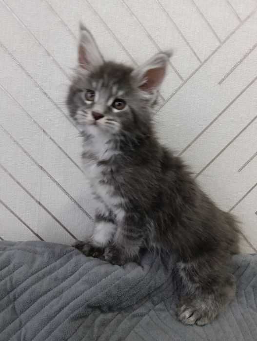 Продам котят Мейн кунов
