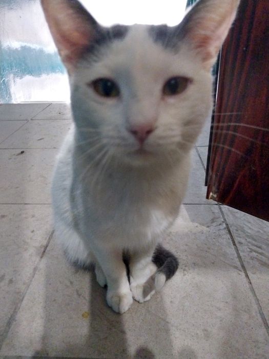 Котенок  в добрые руки