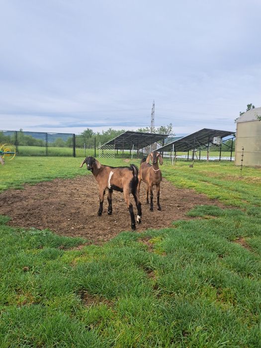 Vând iezi anglonubian din mama foarte bună de lapte