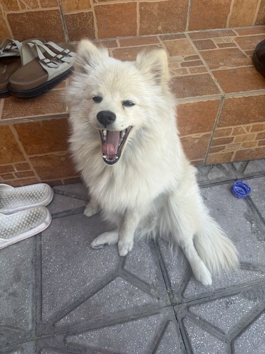 Шынка шпиц сатилады