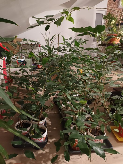 Ficus cu frunza mica - diferite mărimi