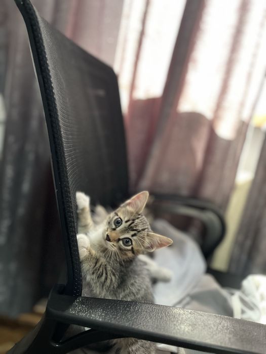 Отдам котенка в добрые руки