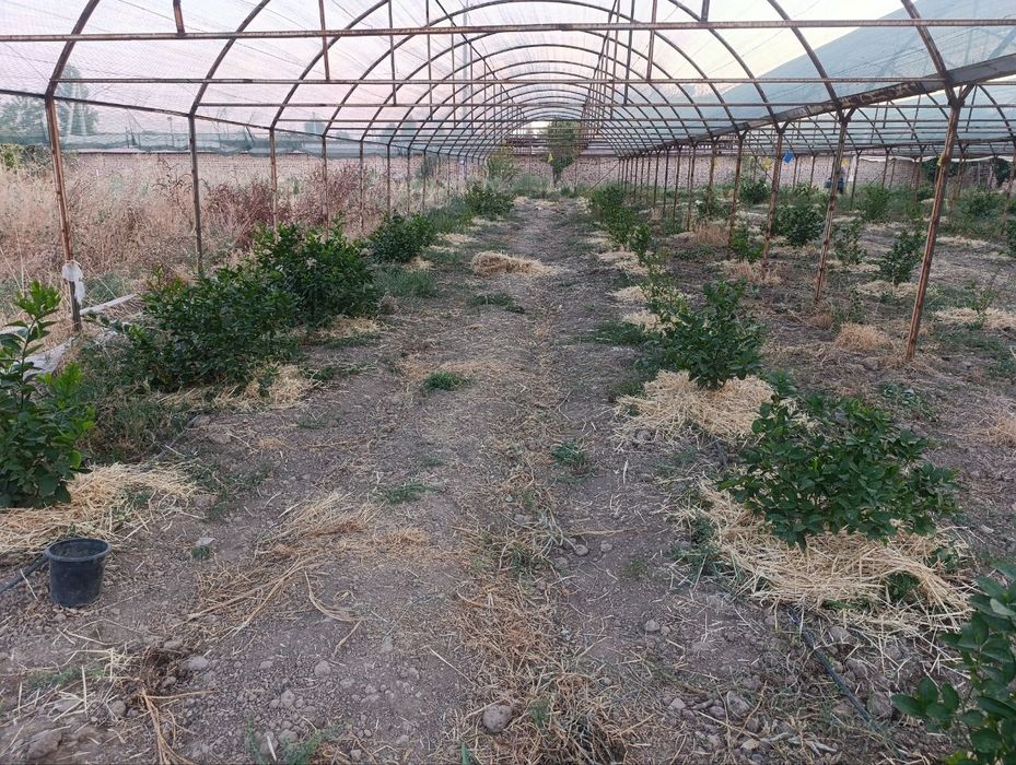 Продается теплица изготовлена из материала контейнера