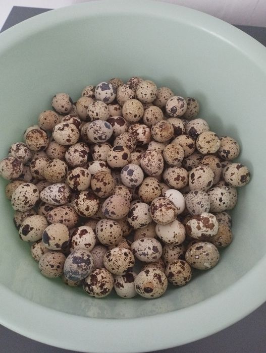 Продам перепелиные яйца