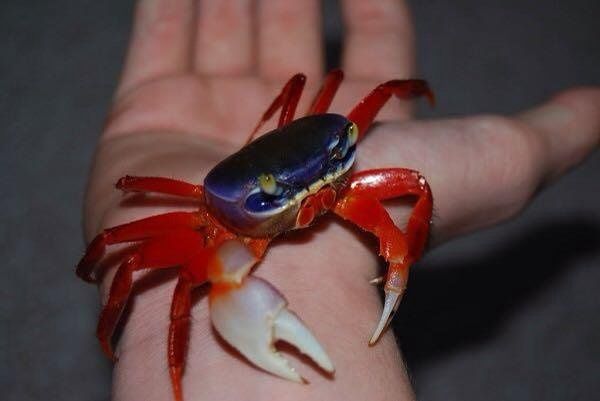 Продам  - краб радужный