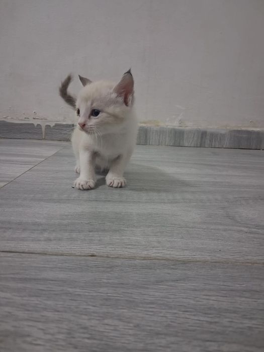 Маленькие красивые котята