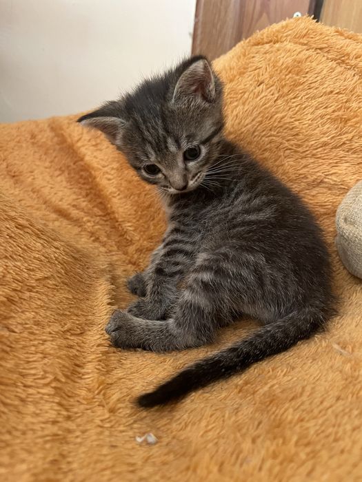 Котенок девочка 1,5 месяца