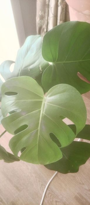 Продам комнатные цветы