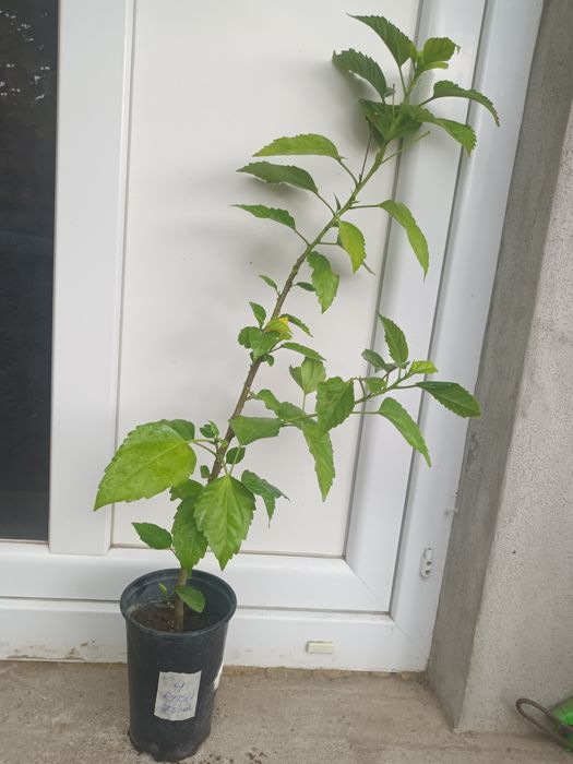 Constantinopol flori