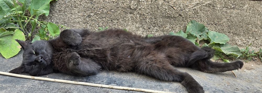 Отдам молодого кота . Кот ищет родного человека