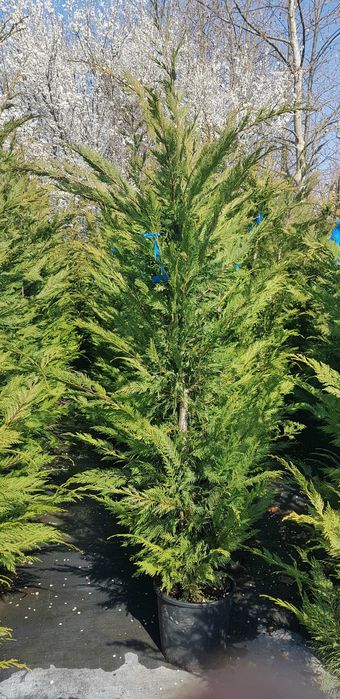 Leylandii la ghiveci ideal pentru gard viu rapid si dens diferite culori