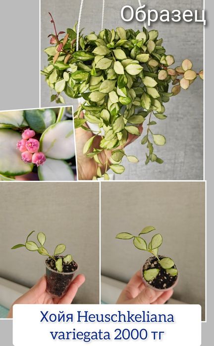 Хойя дисхидия комнатные цветы