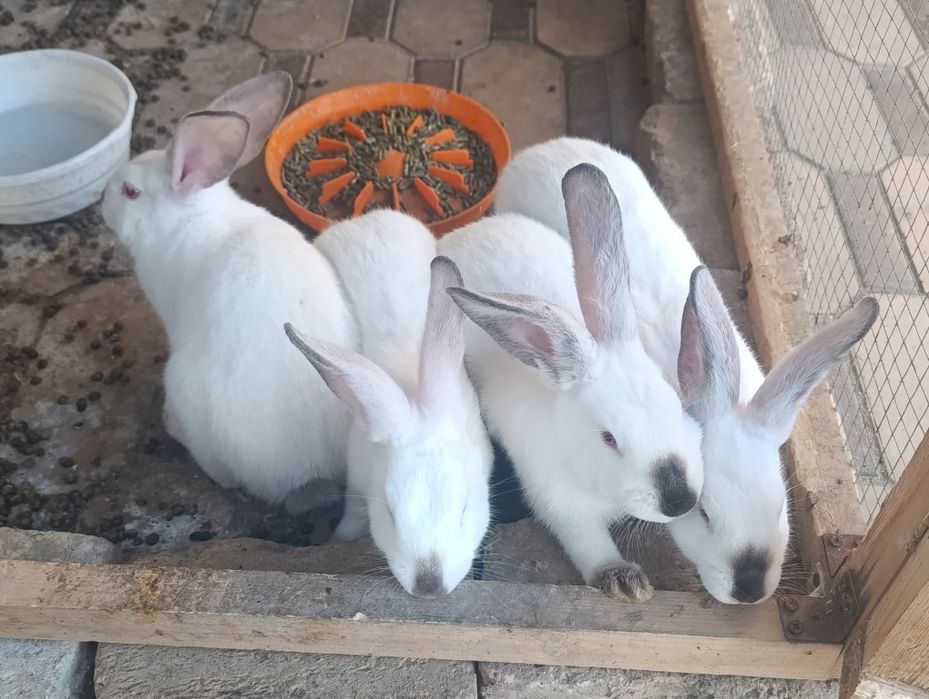 Quyonlar sotiladi