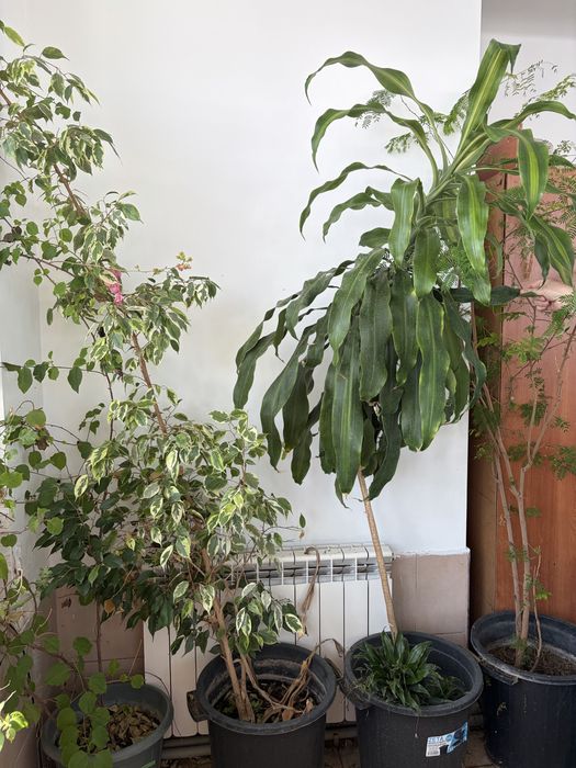 Цветы комнатные разные.