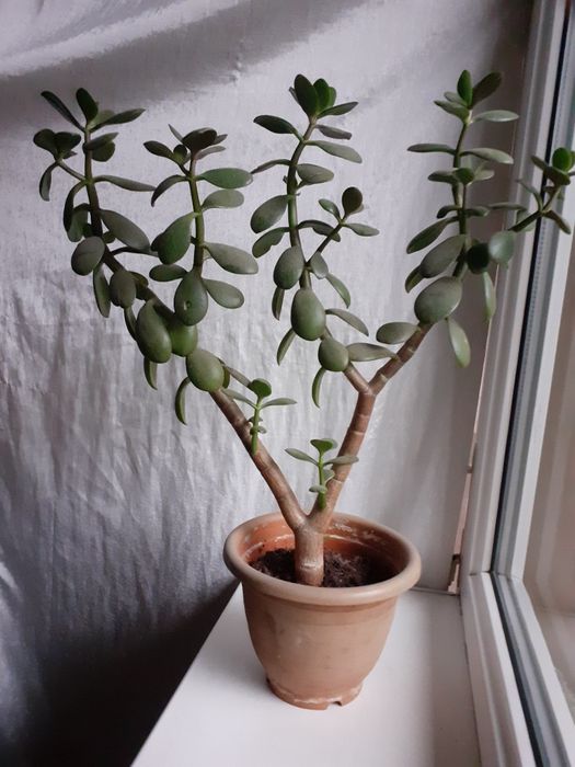 Продам денежное дерево толстянка