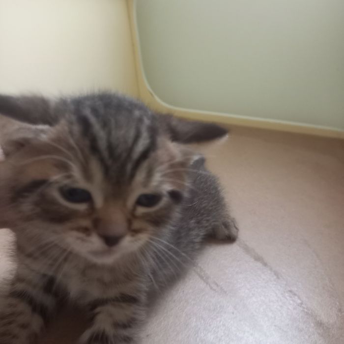 Британка  один  месяц