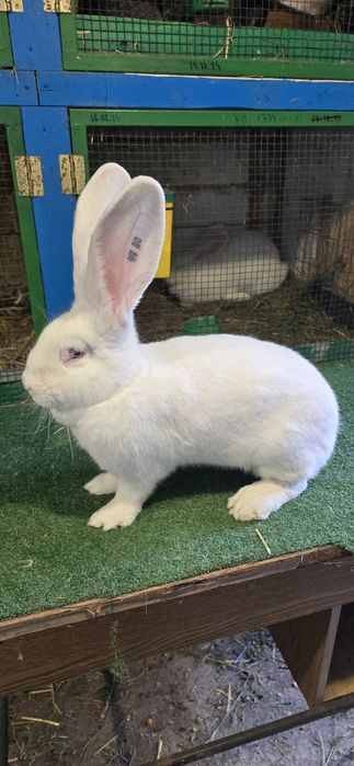 Urias German de vanzare