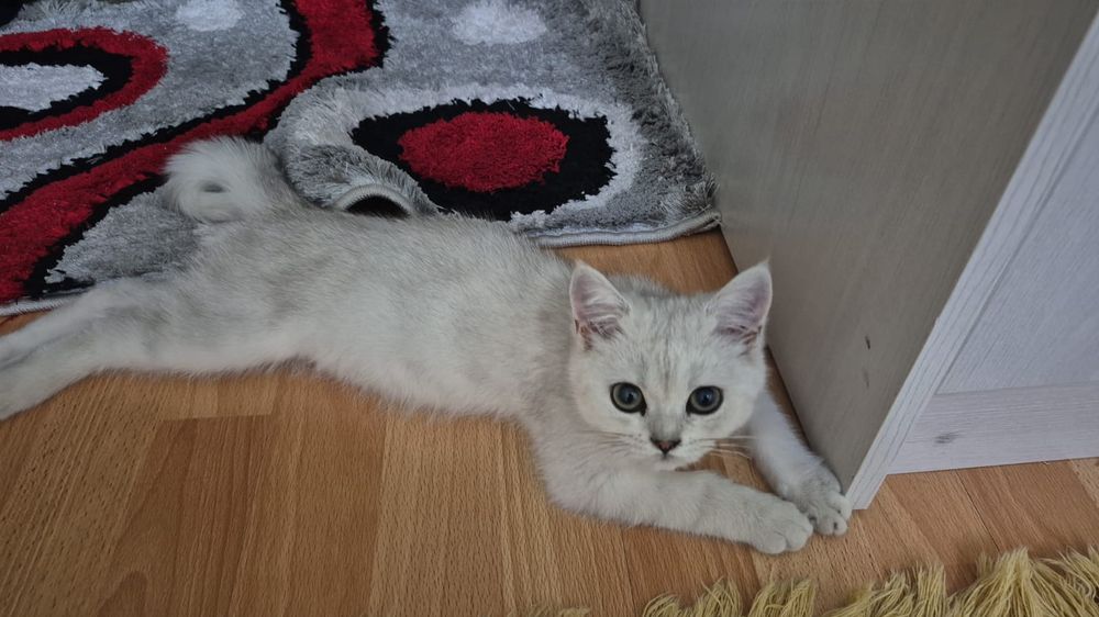 Кошка британски малинкий