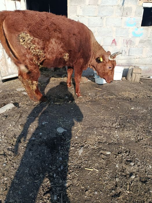 Продам Жирную тёлочку