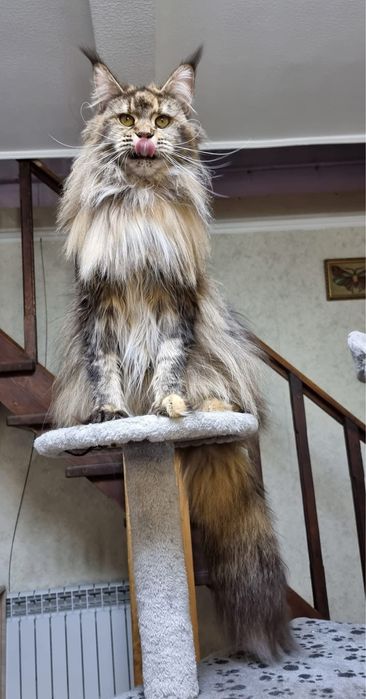 Maine coon puiut