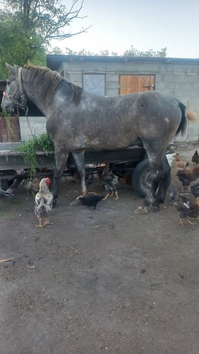 Armasar în vârstă de 3 ani