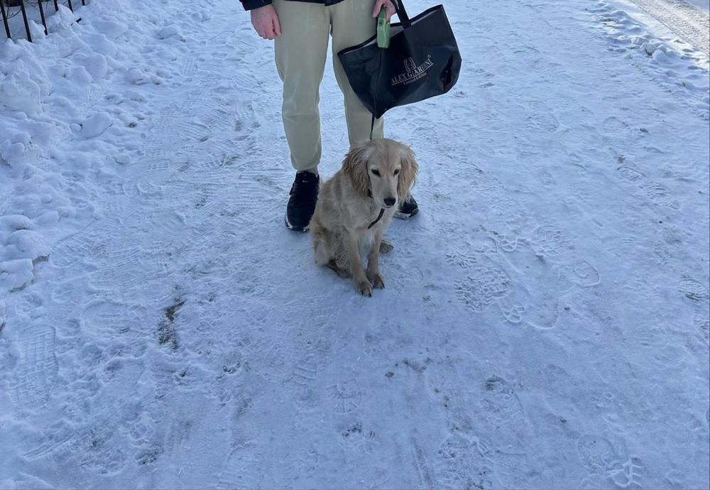 Англиский спаниель 8 мес