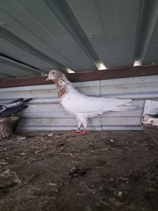 Vand porumbei ciungi si tipler englez