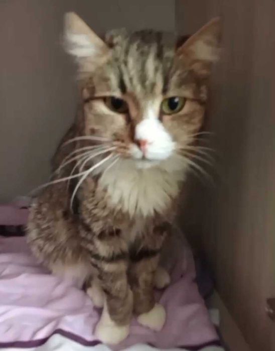 Спокойный котик ищет дом