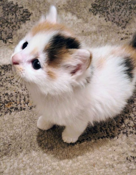 Pui de pisica de 1 luna