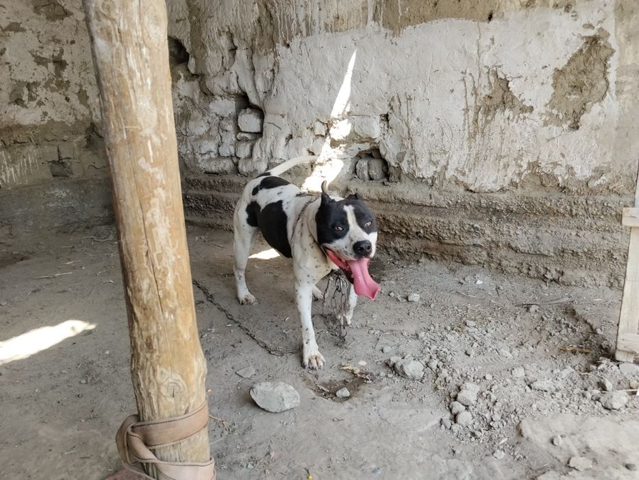 Сотилади 7 ойлик еркак