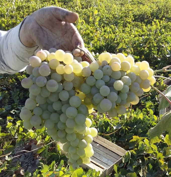 Узумчилик богдорчилик куп йуналиш бизнес таёр ишлаётган фирма