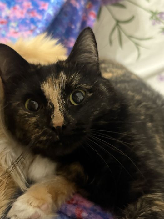 Котенок маленький
