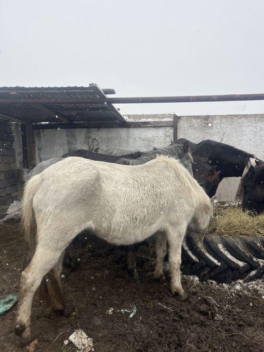 Продается кобылы,жеребцы,жеребята