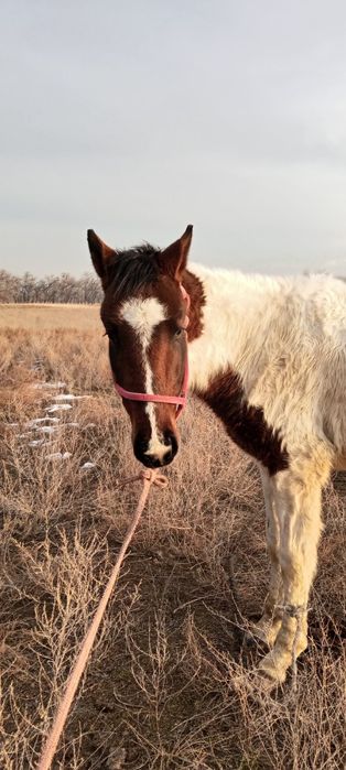 Дөнен шығар жылқы ат жеребец