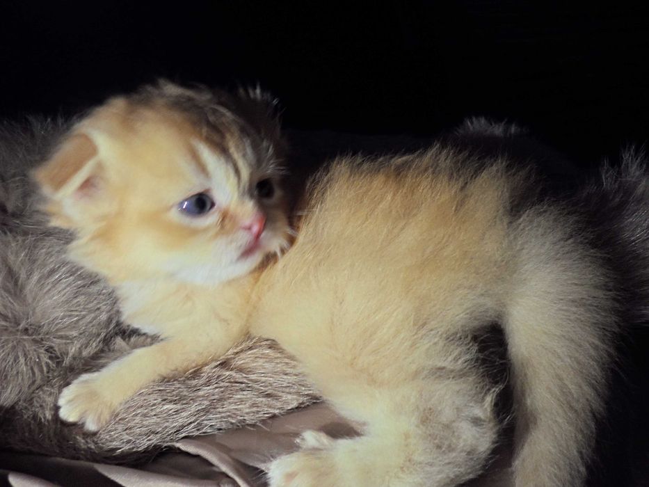 Чудесный шиншила мальчик скоттиш фолд