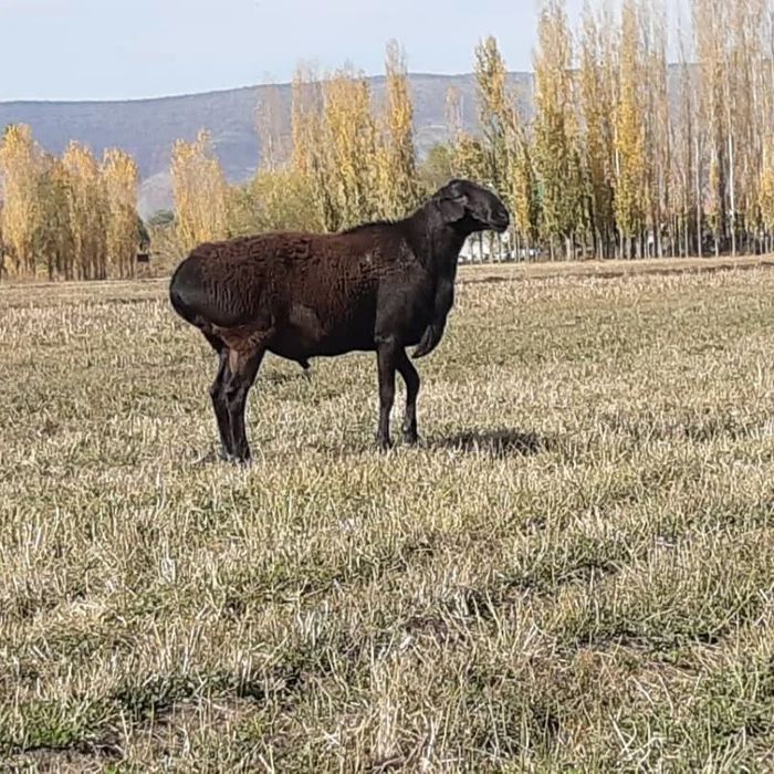 Qo’chqor qo’y bor qurbonlikka