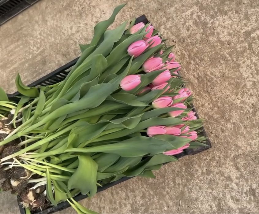 Оптом тюльпан