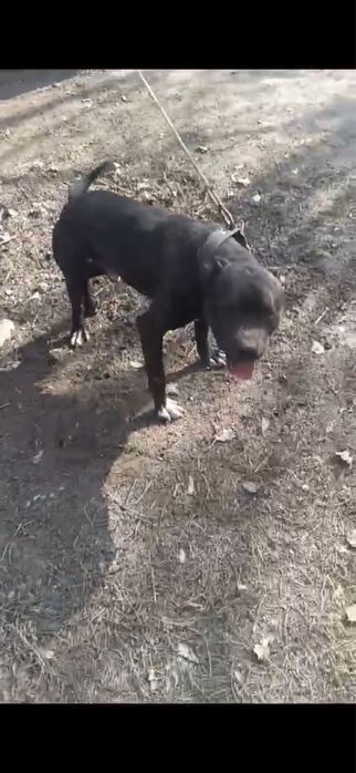 Элитные щенки питбуля — бронь открыта!