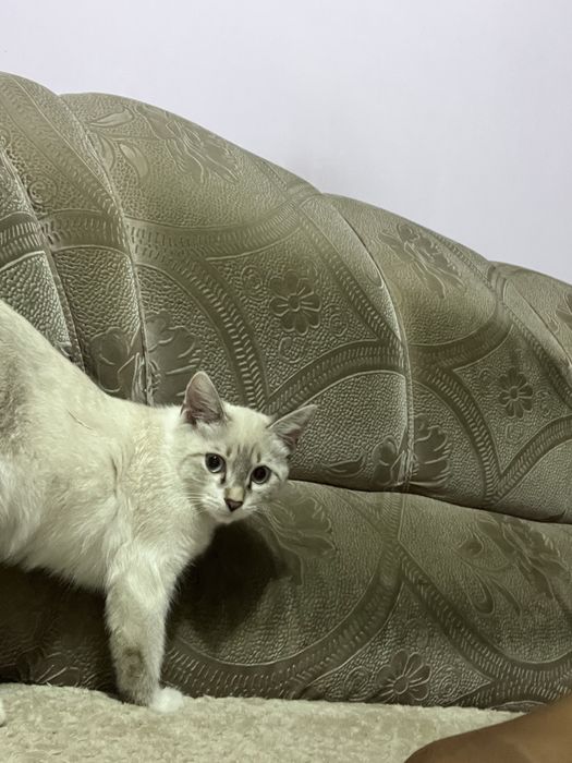 Отдам в добрые руки кошку
