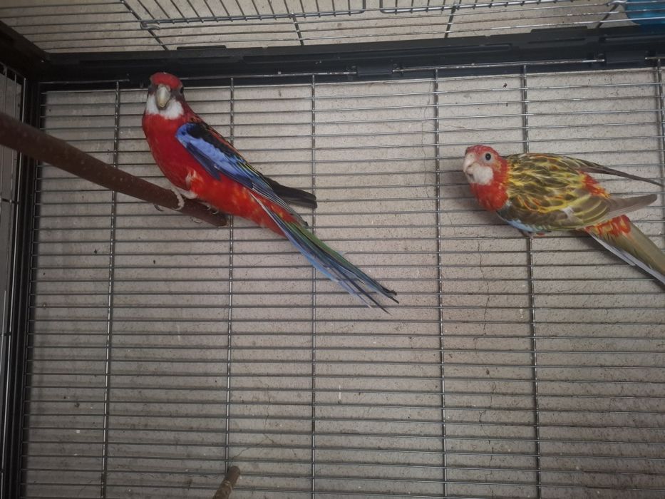 Papagali Rosella,rozella