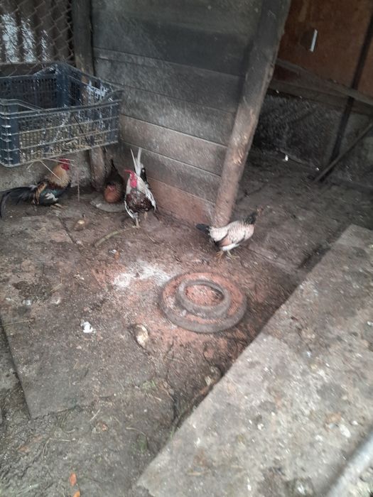 Găini pitice tinere