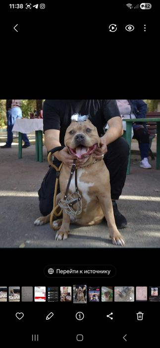 Пит-буль    щенки