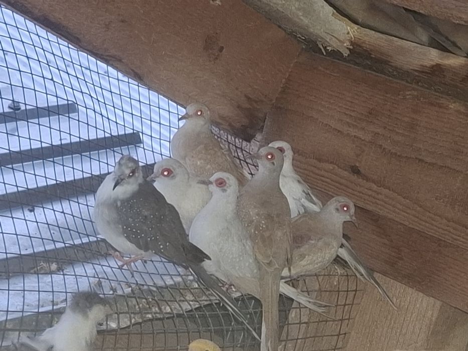 Guld amandine canarii turturele