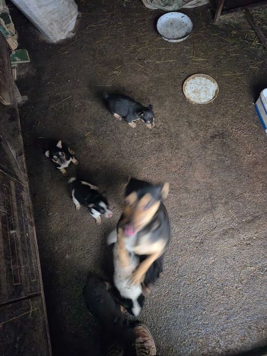 Продавам кученца