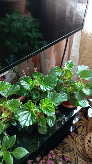 Комнатные цветущие растения