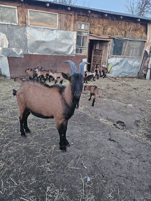 Ieduțe si tapisori alpini francezi