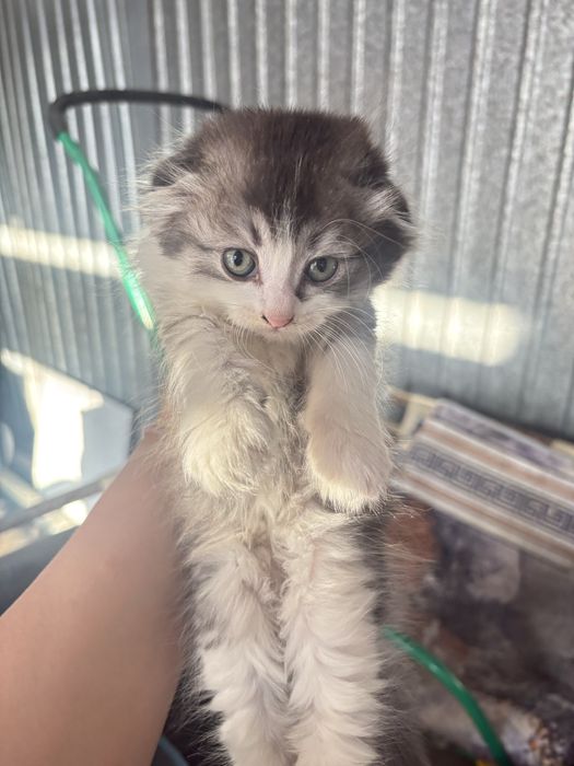 Срочно продам котят
