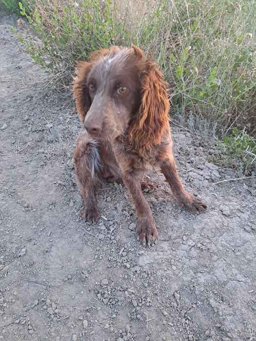 Сабака спаниель руски